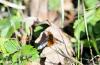 Bombylius major
